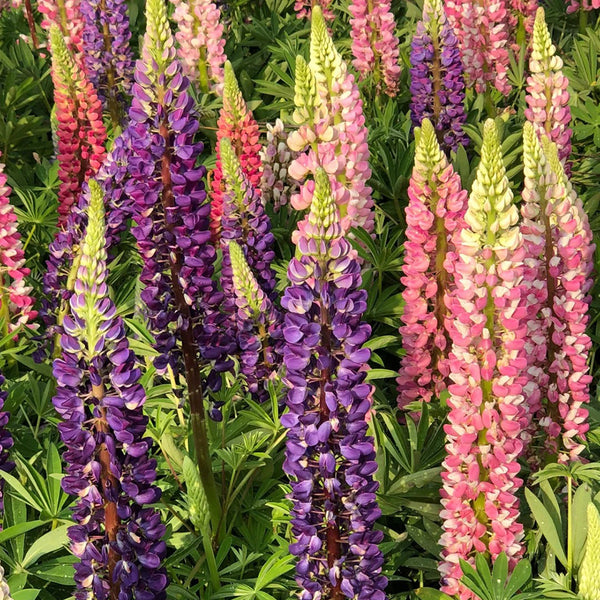 Mixed Color Lupine, 1g