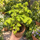 545 Tigret Yellow Tomato, 5 Seeds