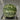 Ya Zong Winter Melon, 5 Seeds
