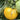 Sand-Rind Big Yellow Tomato, 100 Seeds