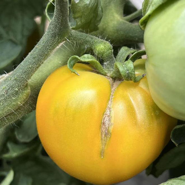 Sand-Rind Big Yellow Tomato, 100 Seeds