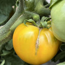 Sand-Rind Big Yellow Tomato, 100 Seeds