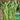 'Jiemei' Green-Stem Water Spinach Seeds, 20g