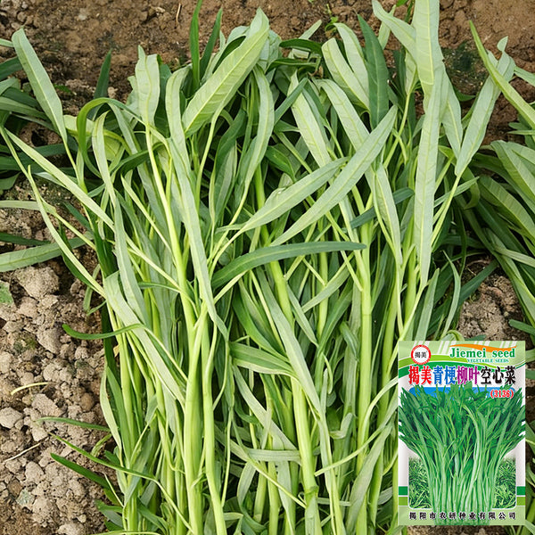'Jiemei' Green-Stem Water Spinach Seeds, 20g