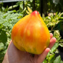 782 Bi-Color Stretch Oxheart Tomato, 5 Seeds