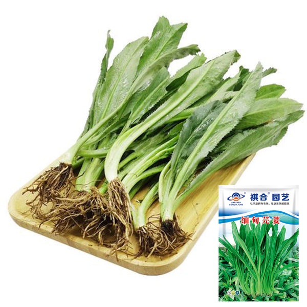 Sawtooth Coriander Seeds, 1000 Seeds