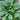 Toad Grass Seeds, 0.5g