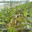 'Xiangsihong' Stem Lettuce Seeds, 10g