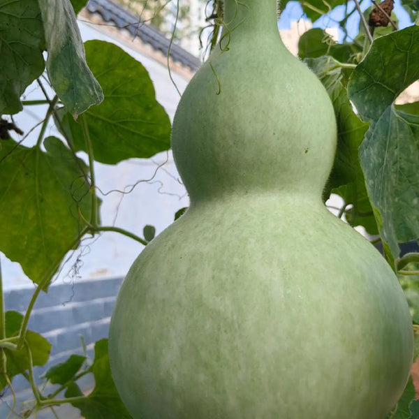 Extra-Large Bottle Gourd, 25 Seeds