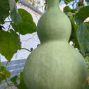 Extra-Large Bottle Gourd, 25 Seeds