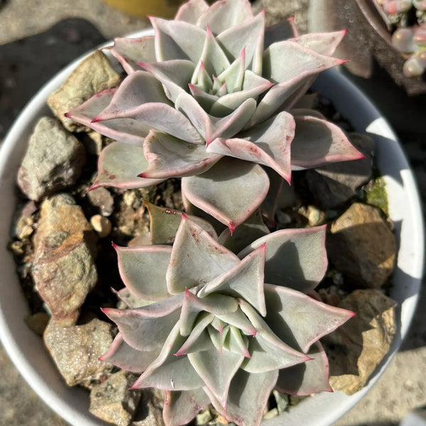 Echeveria cv. 'Dumpling Wrapper', 3pcs x 1-head