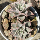 Echeveria cv. 'Dumpling Wrapper', 3pcs x 1-head