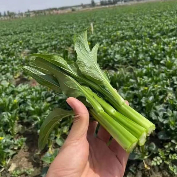 Meiqi No.2 Sweet Choy Sum Seeds, 10g