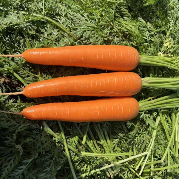 'Zhongyu 1870 F1' Carrot Seeds, 5g