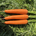 'Zhongyu 1870 F1' Carrot Seeds, 5g