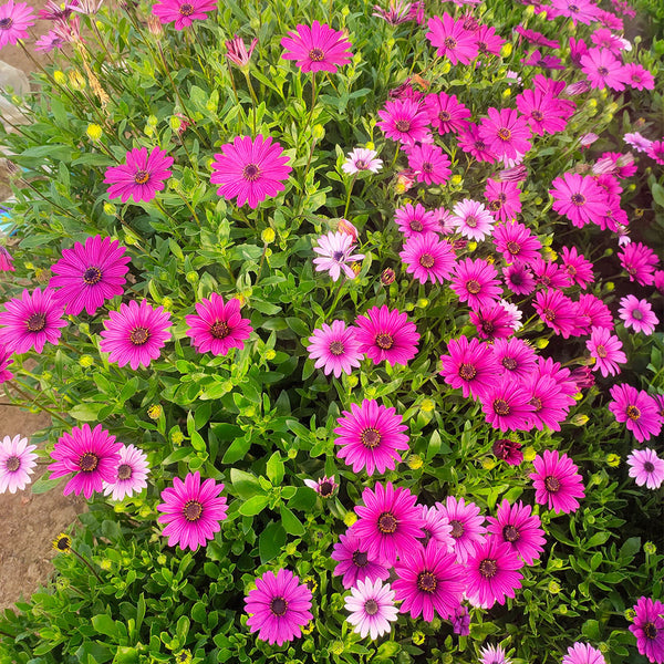 Purplel African Daisy, 50 Seeds