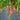 312 Marchenfee Fairytale Fairy Tomato, 5 Seeds