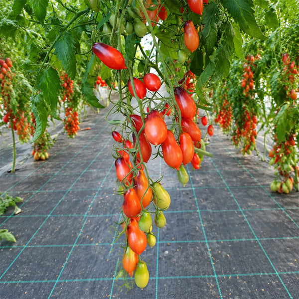 312 Marchenfee Fairytale Fairy Tomato, 5 Seeds