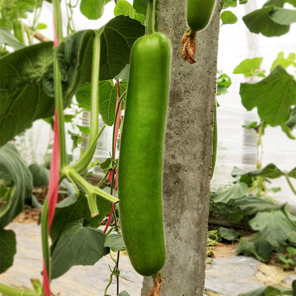 'Zhepu No.6' Bottle Gourd Seeds, 10g