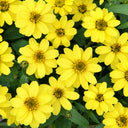 W1344 Zahara Yellow Zinnia, 100 Seeds