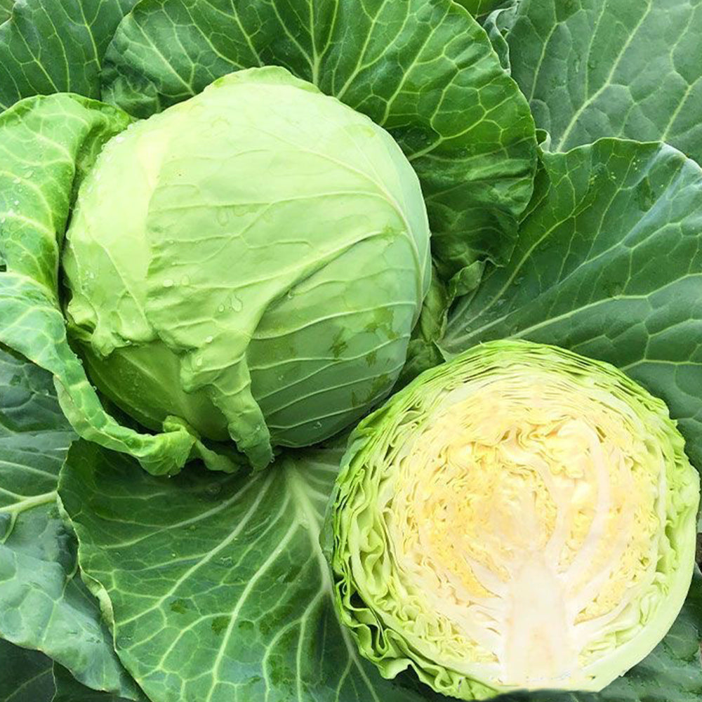 Green Treasure Cabbage Seeds, 5 × 200-seed Bags