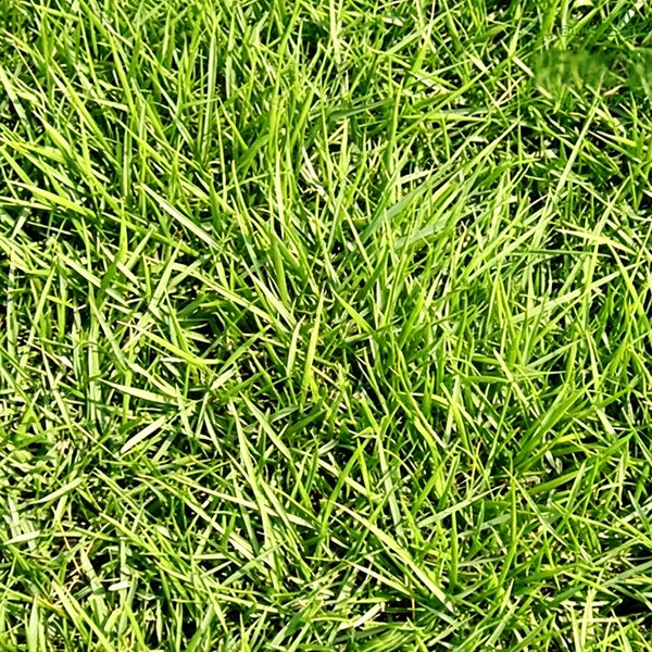 Creeping Bentgrass Seeds, 30 Grams ≈ 6500 Seeds