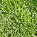 Creeping Bentgrass Seeds, 30 Grams ≈ 6500 Seeds