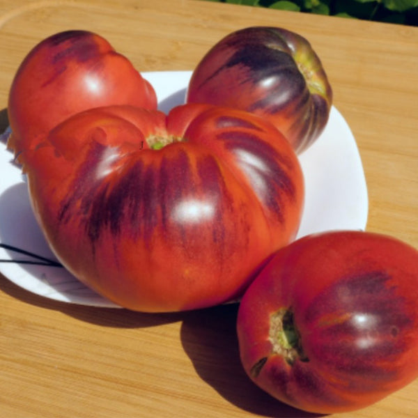 732 Sergeant Marley Tomato, 5 Seeds
