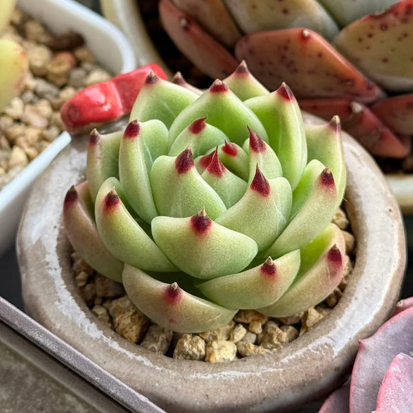 Echeveria Agavoides 'Blue Dragon', 2pcs x 1-head