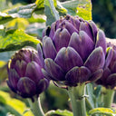 Purple Artichoke, 5 Seeds