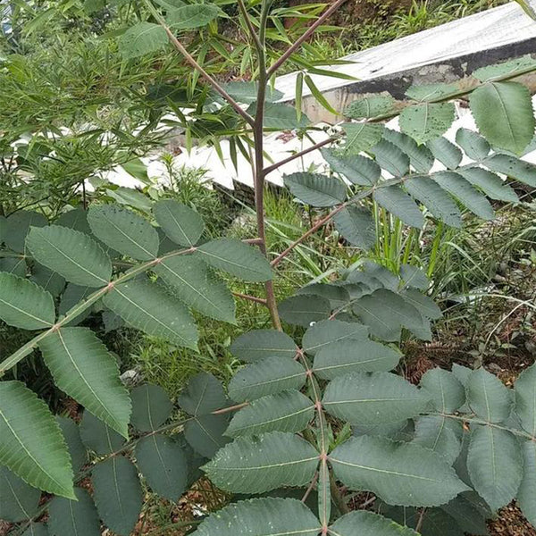 Chinese Sumac Seeds,100 Seeds