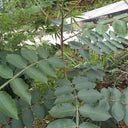 Chinese Sumac Seeds,100 Seeds