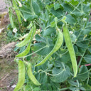 White Flower Double Pod Snow Pea, 50 Seeds