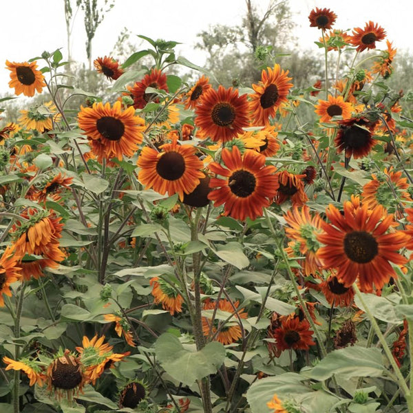 'Magician' Ornamental Sunflower Seeds, 2g