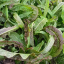 Purple Youmai Cai Seeds, 5g