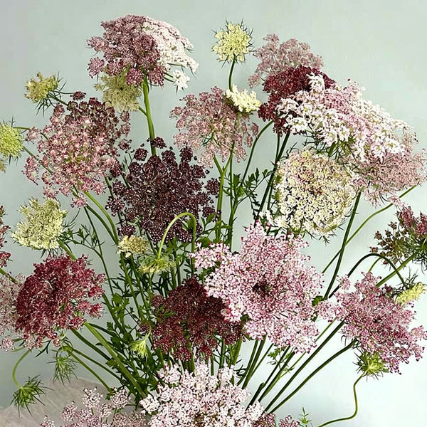 Chocolate Lace Flower, 100 Seeds