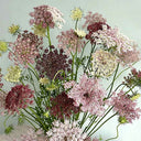 Chocolate Lace Flower, 100 Seeds