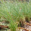 Red Fescue Seeds, 500g
