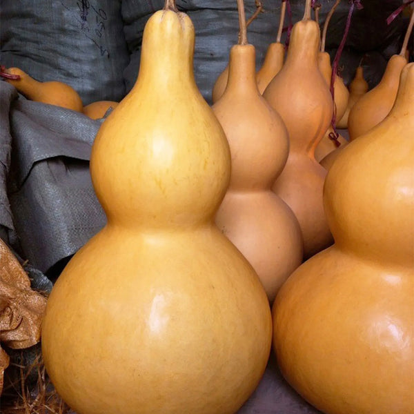 Hezhichun Giant Bottle Gourd, 10 Seeds