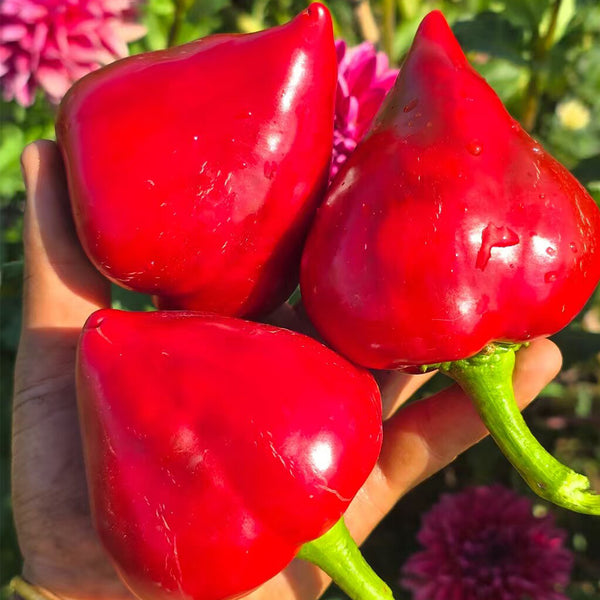 U2333 Lesya Sweet Pepper, 5 Seeds