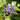 Mountain Bluet, 100 Seeds