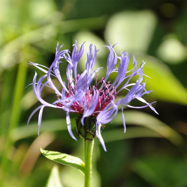Mountain Bluet, 100 Seeds