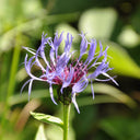 Mountain Bluet, 100 Seeds