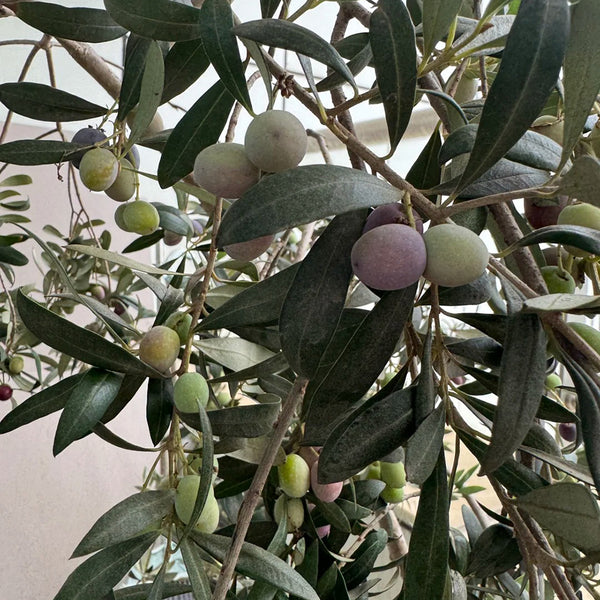 Olive Tree, 20 Seeds