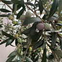 Olive Tree, 20 Seeds