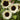 'White Lover' Sunflower, 6 Seeds
