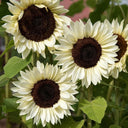 'White Lover' Sunflower, 6 Seeds