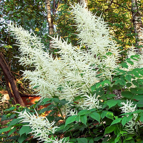 Goat's Beard, 10 Seeds