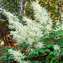 Goat's Beard, 10 Seeds