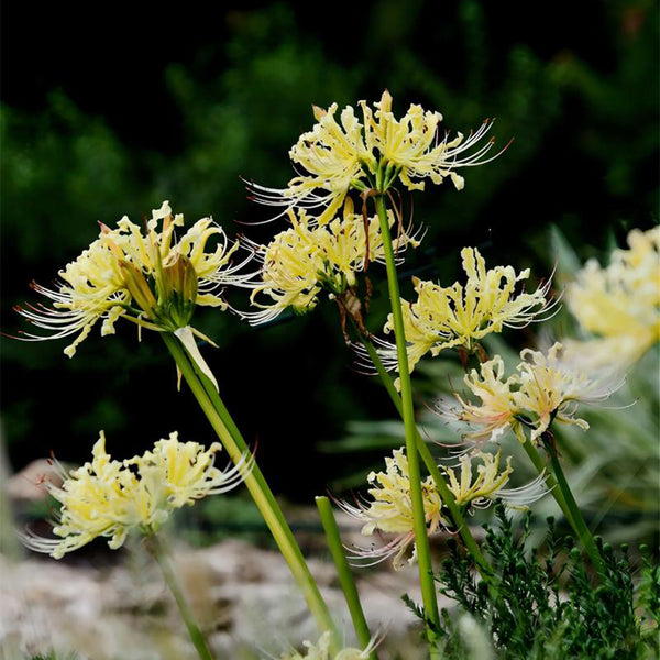 Straw Lycoris, 1 Bulb